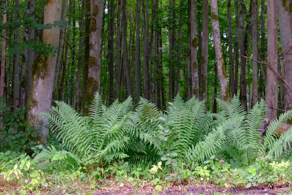 Yaz sonu zengin yaprak dökme standı, yaşlı ağaçlar ve yemyeşil yapraklar, Bialowieza Ormanı, Polonya, Avrupa