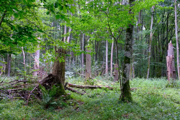 Yaz sonu zengin yaprak dökme standı, yaşlı ağaçlar ve yemyeşil yapraklar, Bialowieza Ormanı, Polonya, Avrupa