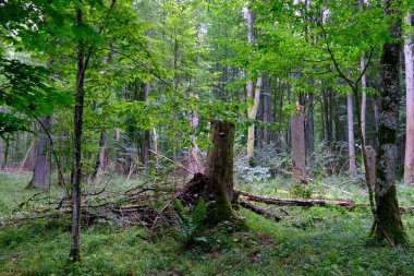 Yaz sonu zengin yaprak dökme standı, yaşlı ağaçlar ve yemyeşil yapraklar, Bialowieza Ormanı, Polonya, Avrupa