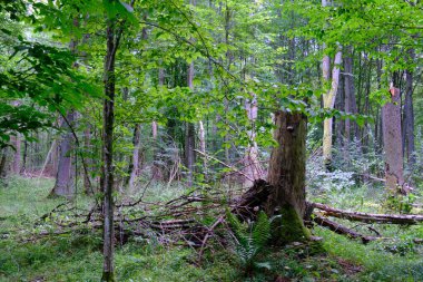 Yaz sonu zengin yaprak dökme standı, yaşlı ağaçlar ve yemyeşil yapraklar, Bialowieza Ormanı, Polonya, Avrupa