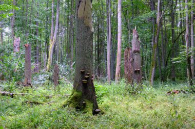 Yaz sonu zengin yaprak dökme standı, yaşlı ağaçlar ve yemyeşil yapraklar, Bialowieza Ormanı, Polonya, Avrupa