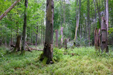Yaz sonu zengin yaprak dökme standı, yaşlı ağaçlar ve yemyeşil yapraklar, Bialowieza Ormanı, Polonya, Avrupa