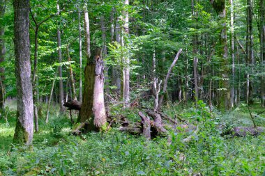 Yaz sonu zengin yaprak dökme standı, yaşlı ağaçlar ve yemyeşil yapraklar, Bialowieza Ormanı, Polonya, Avrupa