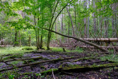 Yaz sonu zengin yaprak dökme standı, yaşlı ağaçlar ve yemyeşil yapraklar, Bialowieza Ormanı, Polonya, Avrupa
