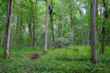 Yaz sonu zengin yaprak dökme standı, yaşlı ağaçlar ve yemyeşil yapraklar, Bialowieza Ormanı, Polonya, Avrupa