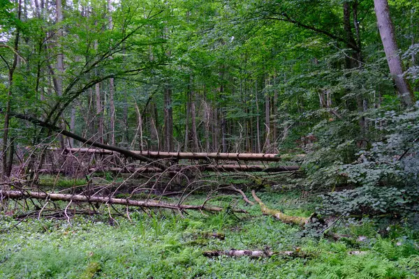 Yaz sonu zengin yaprak dökme standı, yaşlı ağaçlar ve yemyeşil yapraklar, Bialowieza Ormanı, Polonya, Avrupa