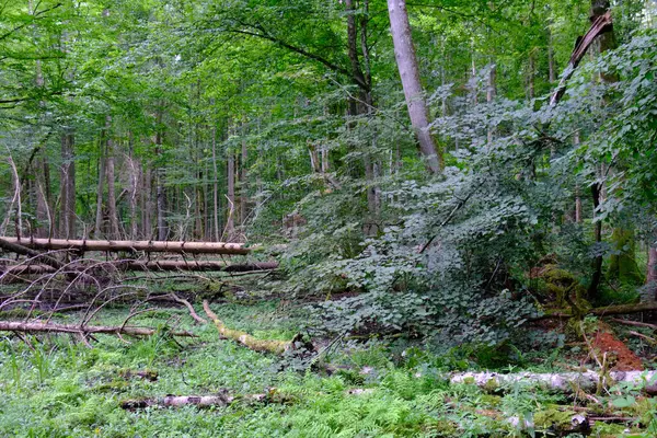 Yaz sonu zengin yaprak dökme standı, yaşlı ağaçlar ve yemyeşil yapraklar, Bialowieza Ormanı, Polonya, Avrupa