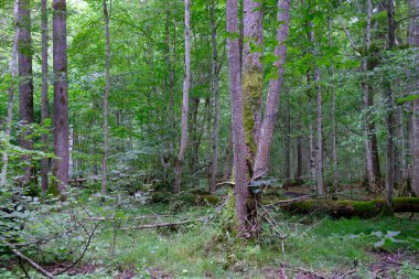 Yaz sonu zengin yaprak dökme standı, yaşlı ağaçlar ve yemyeşil yapraklar, Bialowieza Ormanı, Polonya, Avrupa