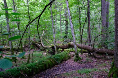 Yaz sonu zengin yaprak dökme standı, yaşlı ağaçlar ve yemyeşil yapraklar, Bialowieza Ormanı, Polonya, Avrupa