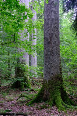 Yaz sonu zengin yaprak dökme standı, yaşlı ağaçlar ve yemyeşil yapraklar, Bialowieza Ormanı, Polonya, Avrupa