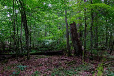 Yaz sonu zengin yaprak dökme standı, yaşlı ağaçlar ve yemyeşil yapraklar, Bialowieza Ormanı, Polonya, Avrupa
