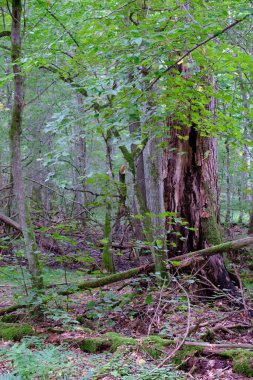 Yaz sonu zengin yaprak dökme standı, yaşlı ağaçlar ve yemyeşil yapraklar, Bialowieza Ormanı, Polonya, Avrupa