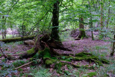 Yaz sonu zengin yaprak dökme standı, yaşlı ağaçlar ve yemyeşil yapraklar, Bialowieza Ormanı, Polonya, Avrupa