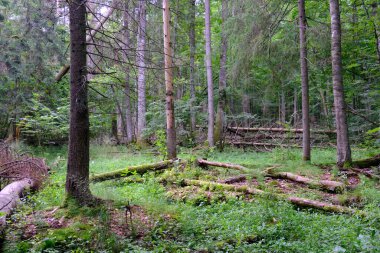 Yaz sonu zengin yaprak dökme standı, yaşlı ağaçlar ve yemyeşil yapraklar, Bialowieza Ormanı, Polonya, Avrupa