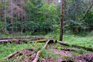 Yaz sonu zengin yaprak dökme standı, yaşlı ağaçlar ve yemyeşil yapraklar, Bialowieza Ormanı, Polonya, Avrupa
