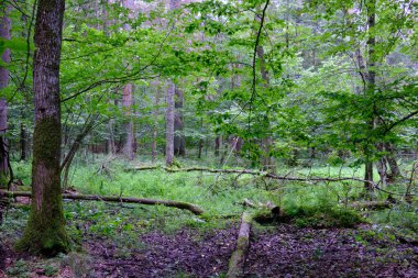 Yaz sonu zengin yaprak dökme standı, yaşlı ağaçlar ve yemyeşil yapraklar, Bialowieza Ormanı, Polonya, Avrupa