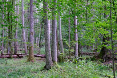Yaz sonu zengin yaprak dökme standı, yaşlı ağaçlar ve yemyeşil yapraklar, Bialowieza Ormanı, Polonya, Avrupa