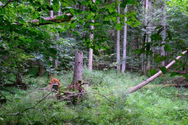 Yaz sonu zengin yaprak dökme standı, yaşlı ağaçlar ve yemyeşil yapraklar, Bialowieza Ormanı, Polonya, Avrupa