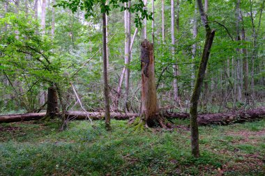 Yaz sonu zengin yaprak dökme standı, yaşlı ağaçlar ve yemyeşil yapraklar, Bialowieza Ormanı, Polonya, Avrupa