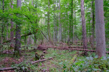 Yaz sonu zengin yaprak dökme standı, yaşlı ağaçlar ve yemyeşil yapraklar, Bialowieza Ormanı, Polonya, Avrupa