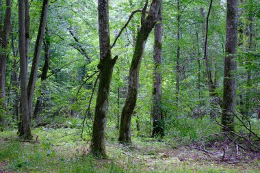 Yaz sonu zengin yaprak dökme standı, yaşlı ağaçlar ve yemyeşil yapraklar, Bialowieza Ormanı, Polonya, Avrupa