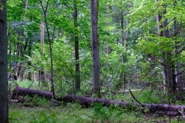 Yaz sonu zengin yaprak dökme standı, yaşlı ağaçlar ve yemyeşil yapraklar, Bialowieza Ormanı, Polonya, Avrupa