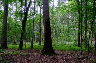 Yaz sonu zengin yaprak dökme standı, yaşlı ağaçlar ve yemyeşil yapraklar, Bialowieza Ormanı, Polonya, Avrupa