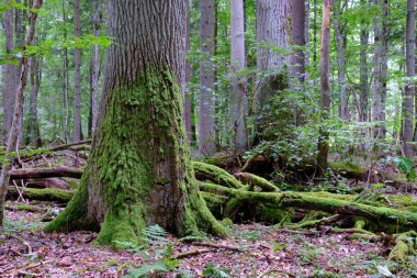 Yaz sonu zengin yaprak dökme standı, yaşlı ağaçlar ve yemyeşil yapraklar, Bialowieza Ormanı, Polonya, Avrupa