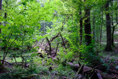Yaz sonu zengin yaprak dökme standı, yaşlı ağaçlar ve yemyeşil yapraklar, Bialowieza Ormanı, Polonya, Avrupa
