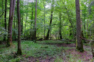 Yaz sonu zengin yaprak dökme standı, yaşlı ağaçlar ve yemyeşil yapraklar, Bialowieza Ormanı, Polonya, Avrupa