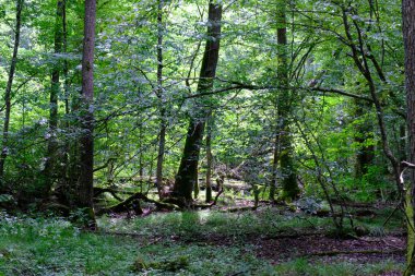 Yaz sonu zengin yaprak dökme standı, yaşlı ağaçlar ve yemyeşil yapraklar, Bialowieza Ormanı, Polonya, Avrupa