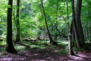 Yaz sonu zengin yaprak dökme standı, yaşlı ağaçlar ve yemyeşil yapraklar, Bialowieza Ormanı, Polonya, Avrupa