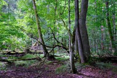 Yaz sonu zengin yaprak dökme standı, yaşlı ağaçlar ve yemyeşil yapraklar, Bialowieza Ormanı, Polonya, Avrupa