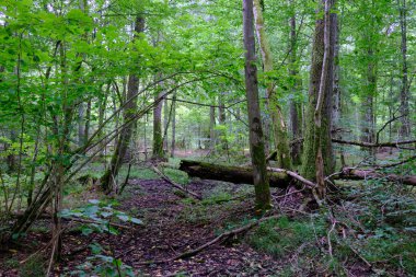 Yaz sonu zengin yaprak dökme standı, yaşlı ağaçlar ve yemyeşil yapraklar, Bialowieza Ormanı, Polonya, Avrupa