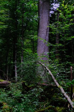 Yaz sonu zengin yaprak dökme standı, yaşlı ağaçlar ve yemyeşil yapraklar, Bialowieza Ormanı, Polonya, Avrupa