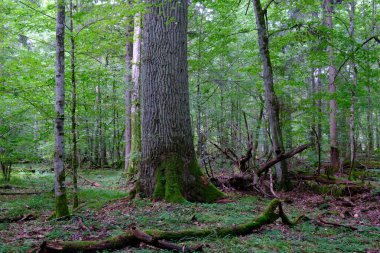 Yaz sonu zengin yaprak dökme standı, yaşlı ağaçlar ve yemyeşil yapraklar, Bialowieza Ormanı, Polonya, Avrupa