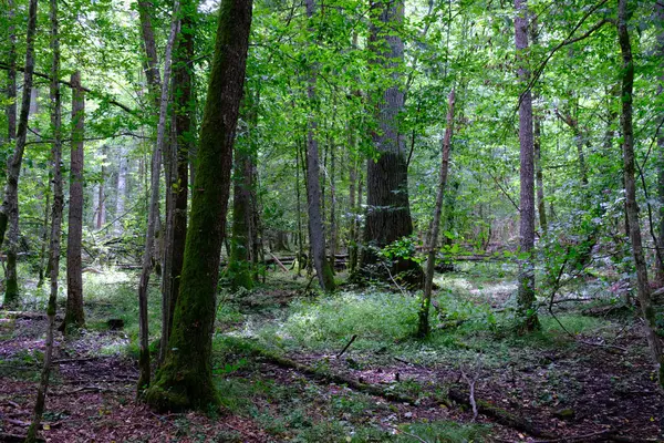 Yaz sonu zengin yaprak dökme standı, yaşlı ağaçlar ve yemyeşil yapraklar, Bialowieza Ormanı, Polonya, Avrupa