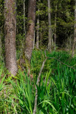 Ağaçların, Bialowieza Ormanı 'nın, Polonya' nın ve Avrupa 'nın etrafında duran suyla bahar zamanı alder-bataklık güneşli ormanı