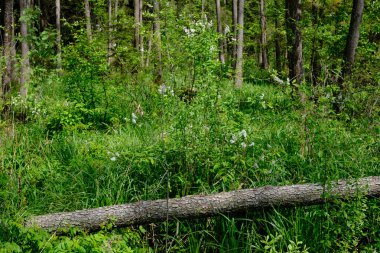 Ağaçların, Bialowieza Ormanı 'nın, Polonya' nın ve Avrupa 'nın etrafında duran suyla bahar zamanı alder-bataklık güneşli ormanı