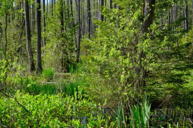 Ağaçların, Bialowieza Ormanı 'nın, Polonya' nın ve Avrupa 'nın etrafında duran suyla bahar zamanı alder-bataklık güneşli ormanı