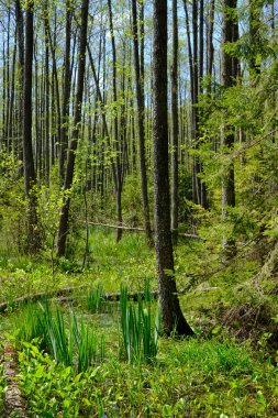 Ağaçların, Bialowieza Ormanı 'nın, Polonya' nın ve Avrupa 'nın etrafında duran suyla bahar zamanı alder-bataklık güneşli ormanı