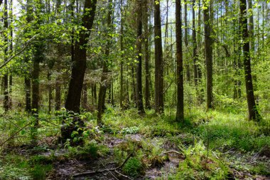 Ağaçların, Bialowieza Ormanı 'nın, Polonya' nın ve Avrupa 'nın etrafında duran suyla bahar zamanı alder-bataklık güneşli ormanı