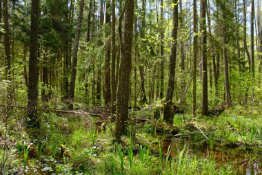 Ağaçların, Bialowieza Ormanı 'nın, Polonya' nın ve Avrupa 'nın etrafında duran suyla bahar zamanı alder-bataklık güneşli ormanı