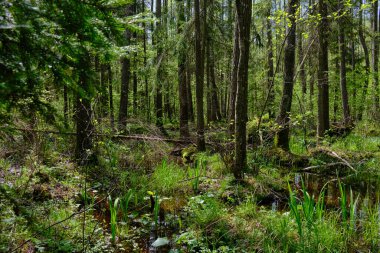 Ağaçların, Bialowieza Ormanı 'nın, Polonya' nın ve Avrupa 'nın etrafında duran suyla bahar zamanı alder-bataklık güneşli ormanı