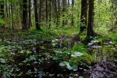 Ağaçların, Bialowieza Ormanı 'nın, Polonya' nın ve Avrupa 'nın etrafında duran suyla bahar zamanı alder-bataklık güneşli ormanı