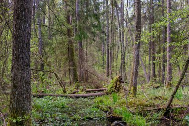 Ağaçların, Bialowieza Ormanı 'nın, Polonya' nın ve Avrupa 'nın etrafında duran suyla bahar zamanı alder-bataklık güneşli ormanı