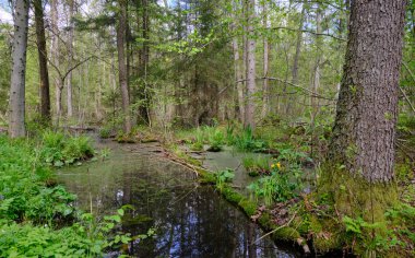 Ağaçların, Bialowieza Ormanı 'nın, Polonya' nın ve Avrupa 'nın etrafında duran suyla bahar zamanı alder-bataklık güneşli ormanı