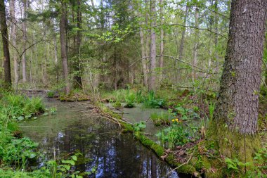 Ağaçların, Bialowieza Ormanı 'nın, Polonya' nın ve Avrupa 'nın etrafında duran suyla bahar zamanı alder-bataklık güneşli ormanı