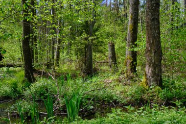 Ağaçların, Bialowieza Ormanı 'nın, Polonya' nın ve Avrupa 'nın etrafında duran suyla bahar zamanı alder-bataklık güneşli ormanı