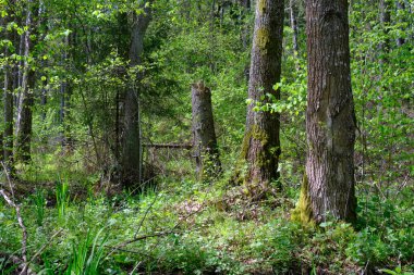 Ağaçların, Bialowieza Ormanı 'nın, Polonya' nın ve Avrupa 'nın etrafında duran suyla bahar zamanı alder-bataklık güneşli ormanı